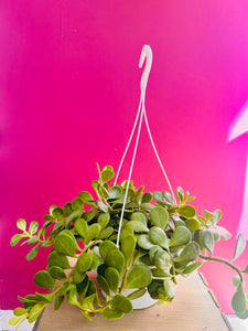 8" Hanging Basket -Jade Trailing