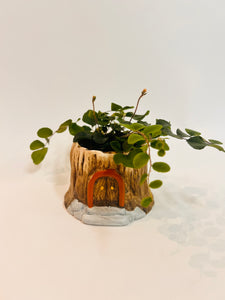 2" Fern in Fairy Tree House