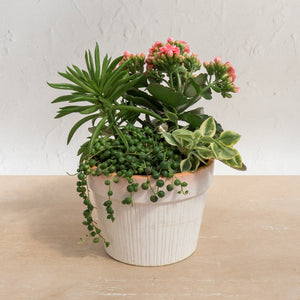 6" Succulent Garden in Terra Cotta Pot